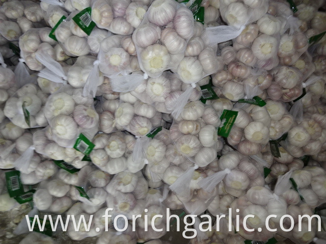 Normal White Garlic 2019